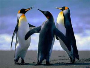3 pinguins