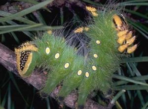 larva verde