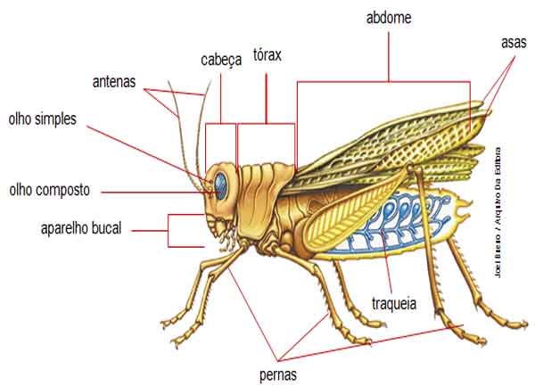 classe insecta - características, ordens, insetos sociais