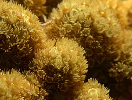 corais cnidários