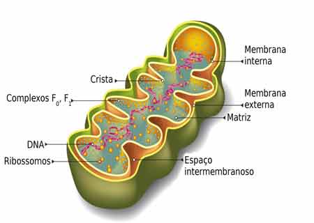 partes de uma mitocondria