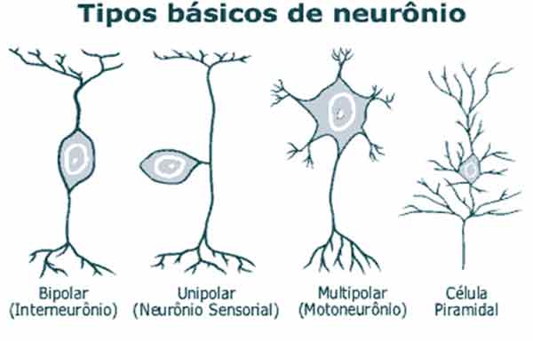 Neurônio - estrutura, função e classificação