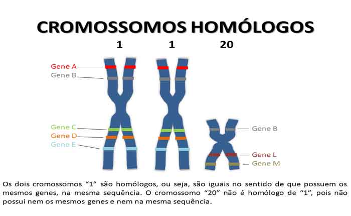 O que são Cromossomos Homólogos - Função, definição