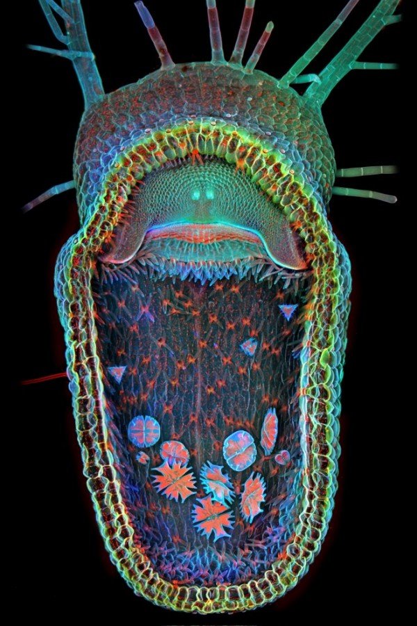 Foto de 9 imagens impressionantes feitas por microscópio que você não vai acreditar