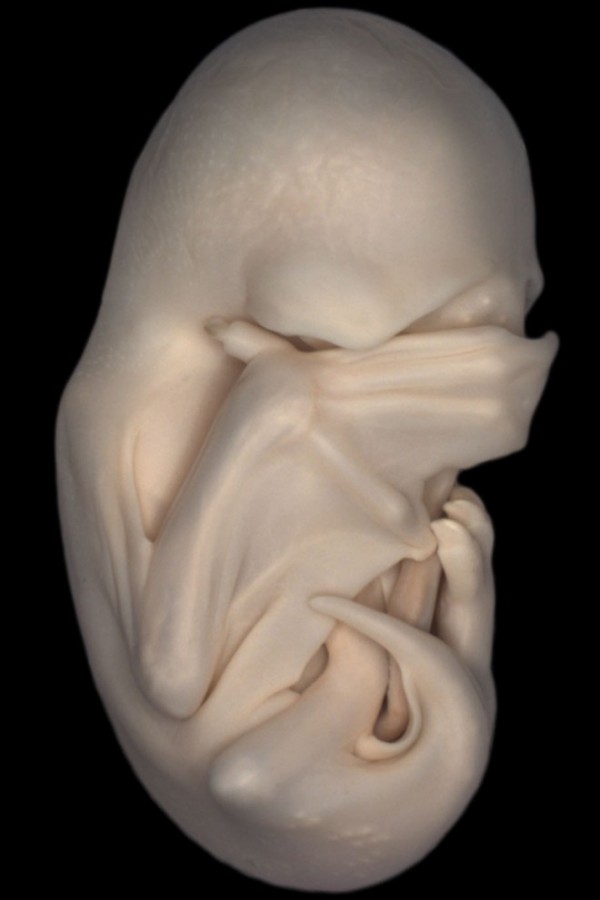 2. Embrião de morcego 9 imagens impressionantes feitas por microscópio