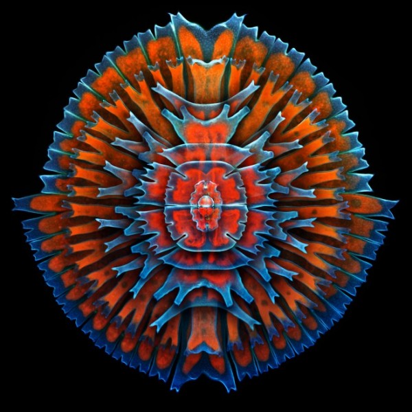 Imagem microscópica de alga unicelular