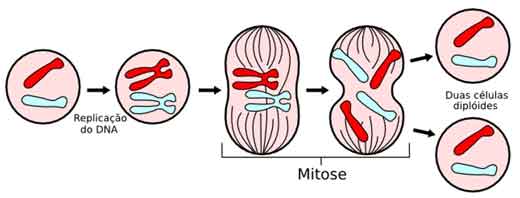 Divisão Celular Eucariótica: Mitose