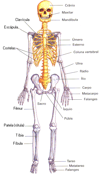 Esqueleto com os principais ossos do nosso corpo