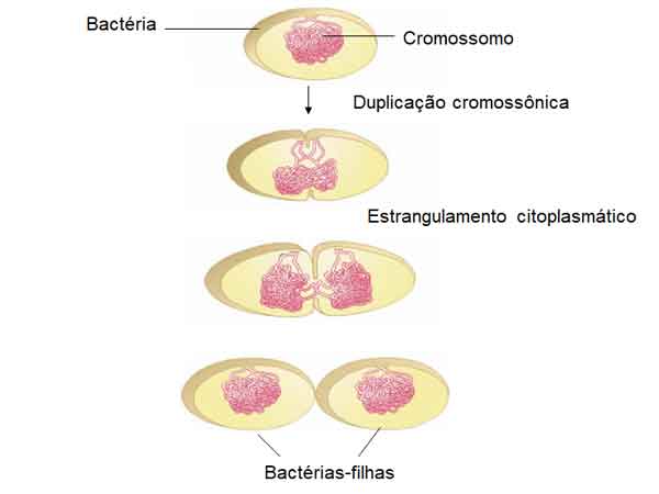 Divisão celular em procariotos
