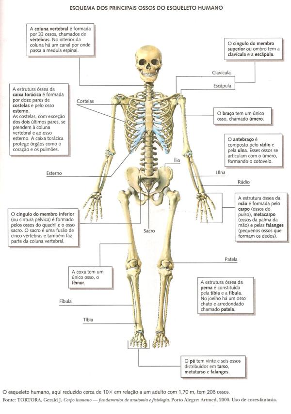 Ossos do corpo humano