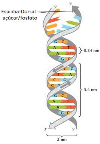 Replicação do DNA: Entenda o processo de duplicação do DNA