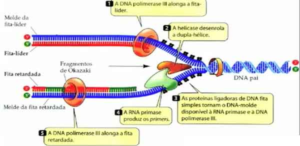DNA ligase polimerase primers