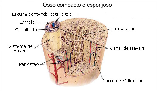 estrutura do osso