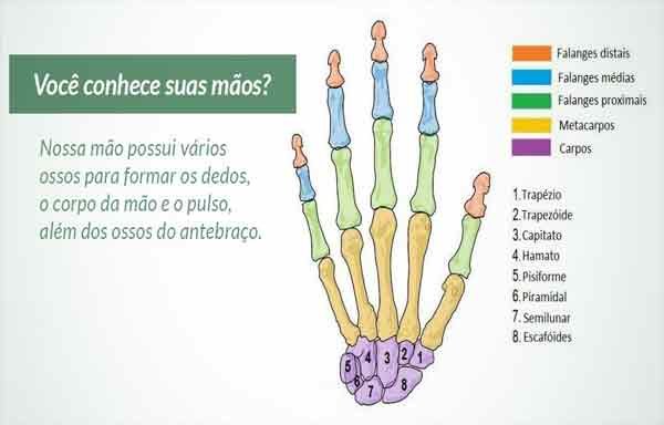 Ossos da mão – Anatomia: nome, fotos e vídeo