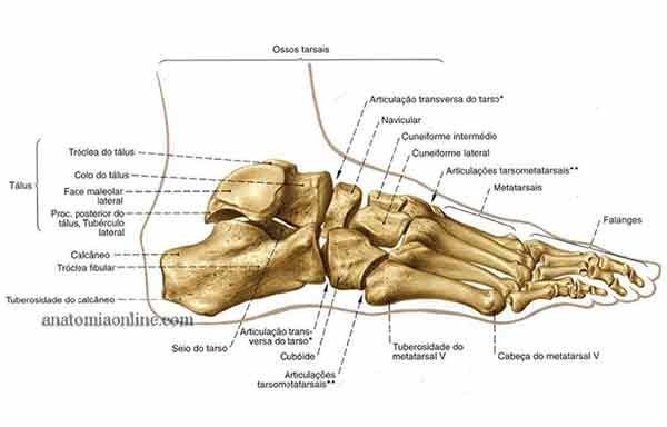 Sistema Esquelético – Ossos do Pé