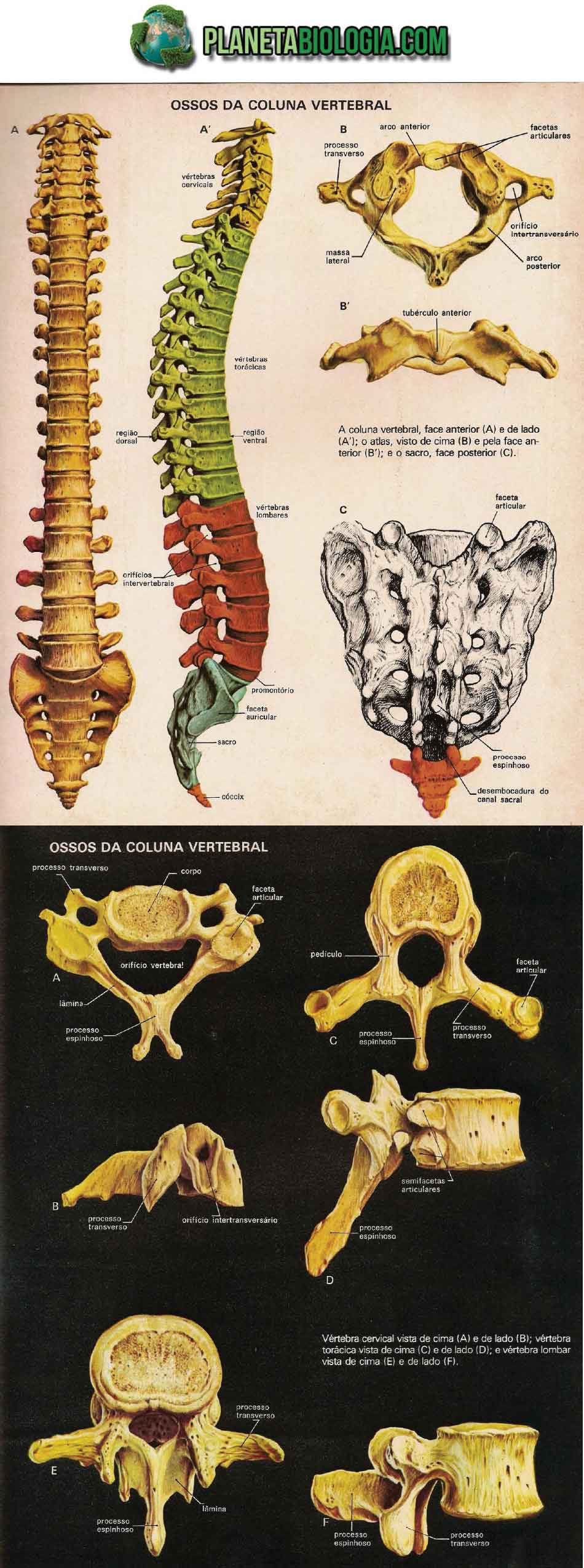Ossos da coluna vertebral