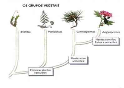 grupos vegetais