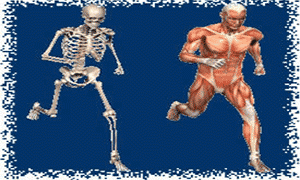 Super interessante coleções, músculos e ossos