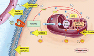 Respiração celular realizadas pelas mitocondrias