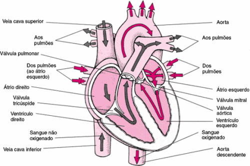 Aula sobre o sistema cardiovascular