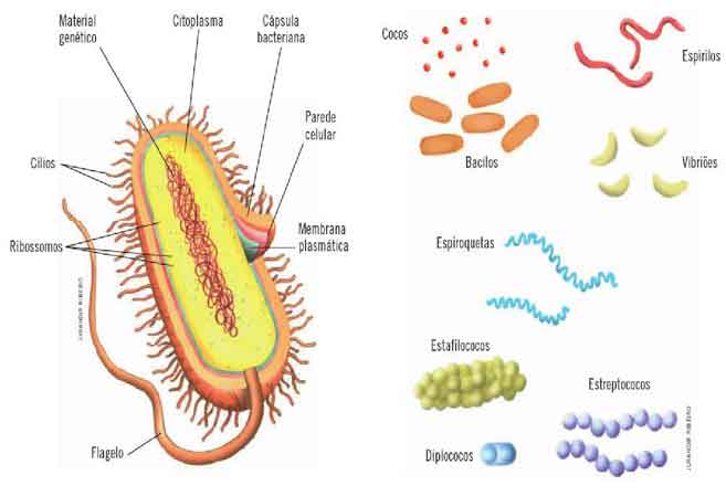 Reino Monera - as bactérias e cianobactérias - características