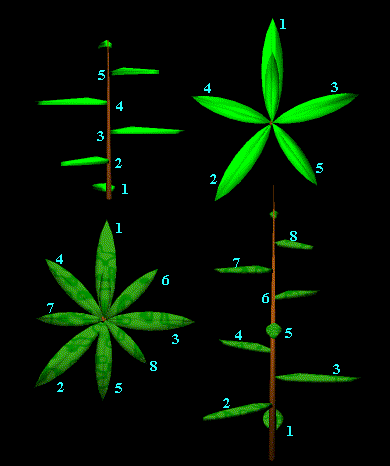 Sequencia de fibonacci nos vegetais