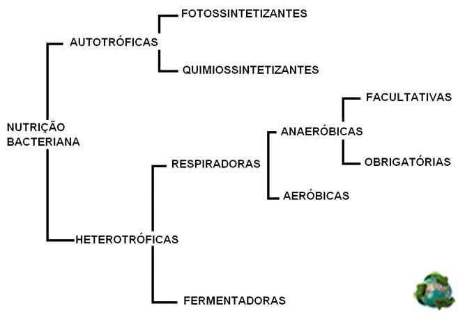 bactérias autótrofas e heterótrofas
