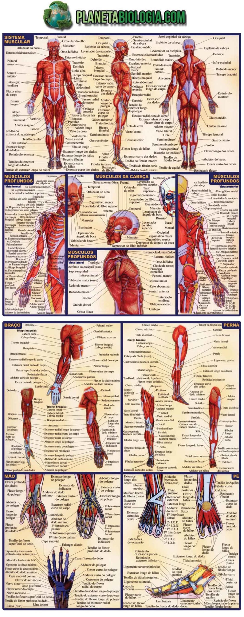 Atlas com os principais músculos do corpo humano