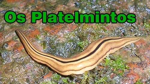 platyhelminthes biológia