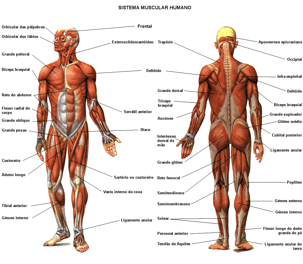 Os principais músculos do Corpo Humano