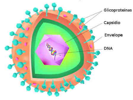 estrutura dos vírus