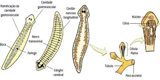 Platyhelminthes de organ de selecție Evoluţionism | Coman Wiki | Fandom