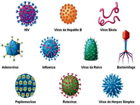 classificação dos vírus