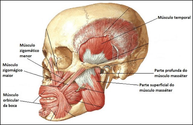 Musculos da cabeça