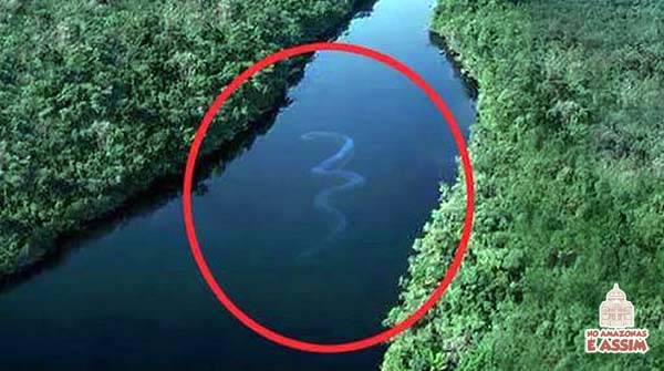 Anaconda-flagrada-no-meio-do-Rio-Amazonas-Sucuri-Gigante-5