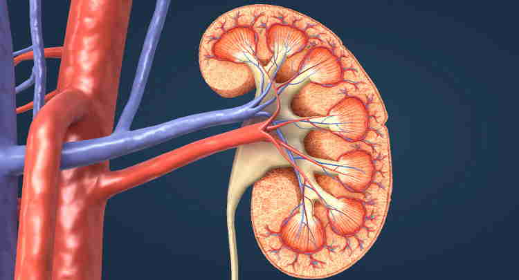 Função do sistema urinário: estrutura, anatomia, órgãos