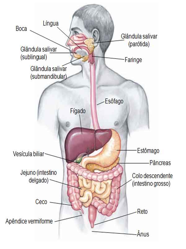 Sistema digestório anatomia