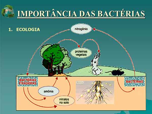 importância ecológica das bactérias