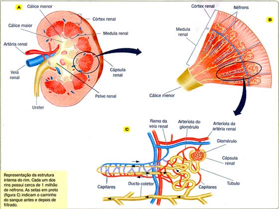 Função do sistema urinário