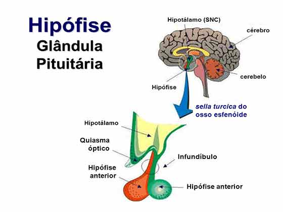 glandula pituitaria hipotalamo