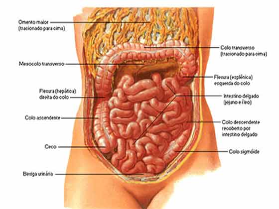 Anatomia do sistema digestório