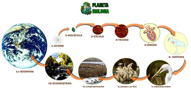 http://planetabiologia.com/o-que-e-populacao-conceito-ecologico/