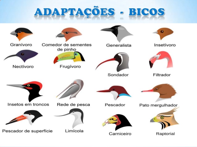Evolução do bio das aves