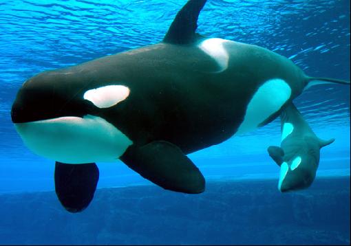 orca, baleia assassina ou golfinho