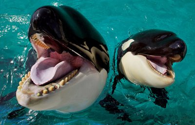 comparação de orcas e baleias