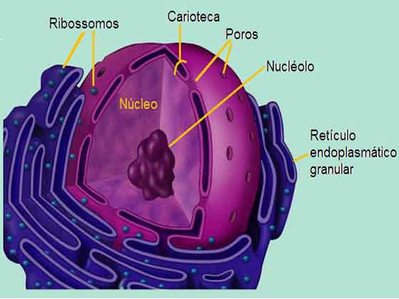 Nucleo celular