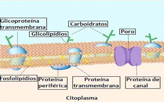glicoproteinas glicolipideos