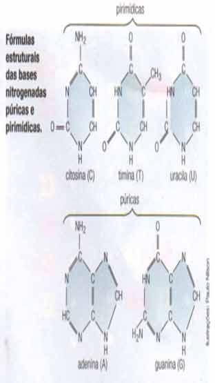 Ácidos Nucleicos DNA e RNA