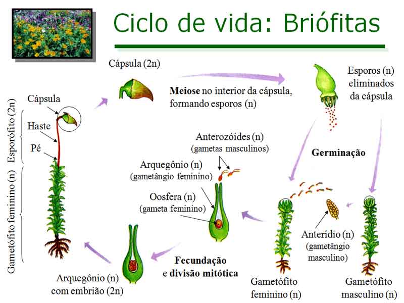 Características gerais das briófitas Resumo