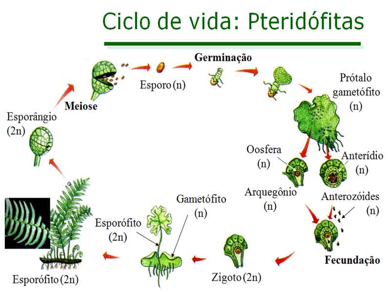 As pteridófitas características reprodução exemplos